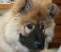 djago_w (60)